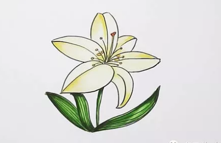 一束百合花