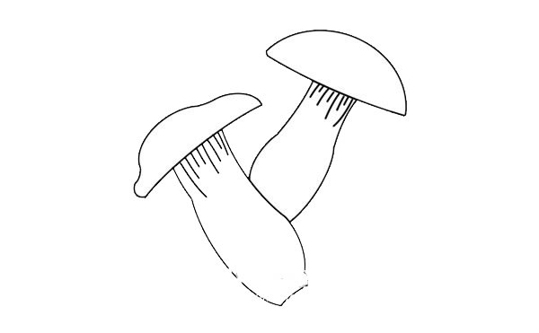 杏鮑菇簡筆畫畫法