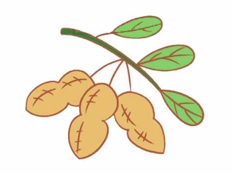 帶葉子的花生簡筆畫
