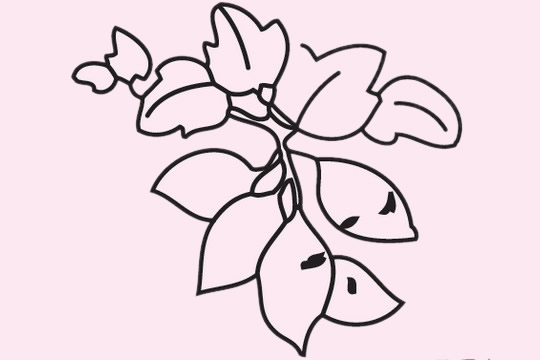 帶葉子的紅薯簡(jiǎn)筆畫 帶葉子的紅薯簡(jiǎn)筆畫