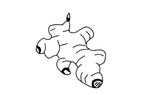 一組生姜簡(jiǎn)筆畫(huà)圖片大全