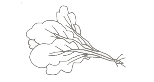 青菜簡(jiǎn)筆畫的畫法
