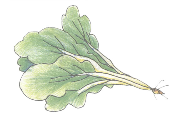 青菜簡(jiǎn)筆畫的畫法