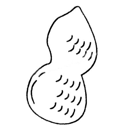 花生簡筆畫的畫法