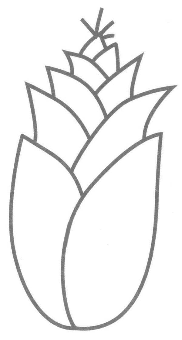 竹筍簡筆畫分解步驟