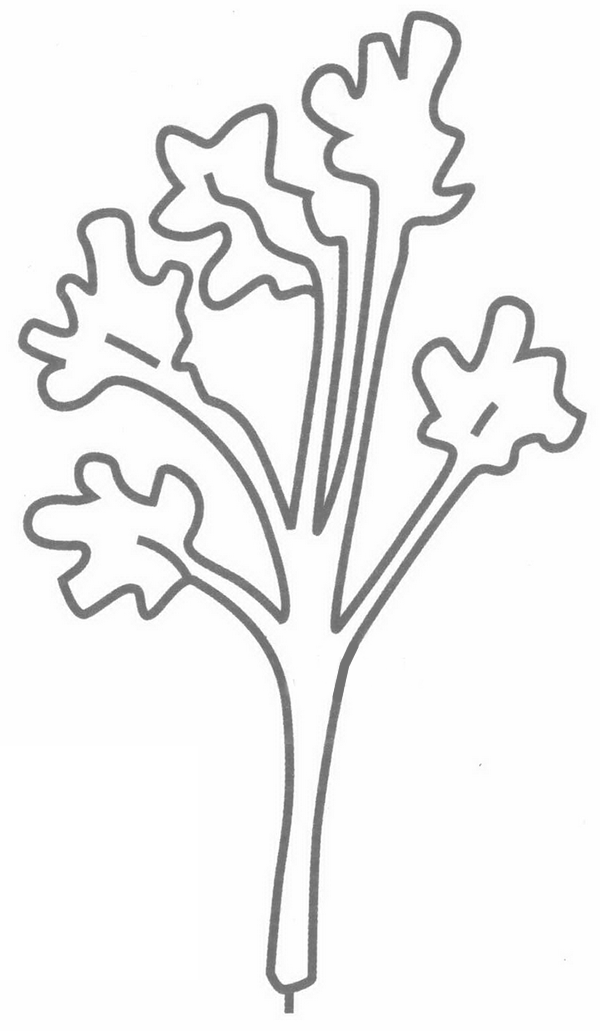 香菜簡筆畫分解步驟