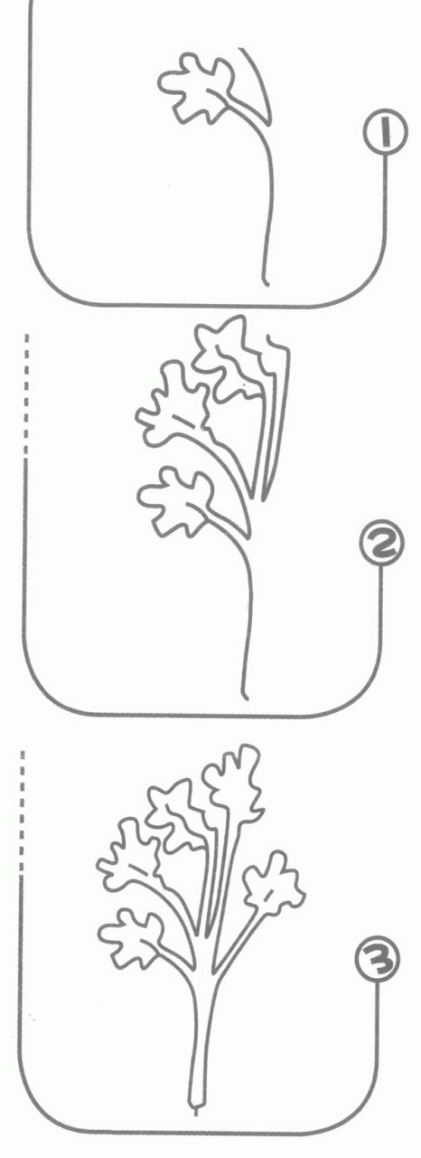 香菜簡筆畫分解步驟