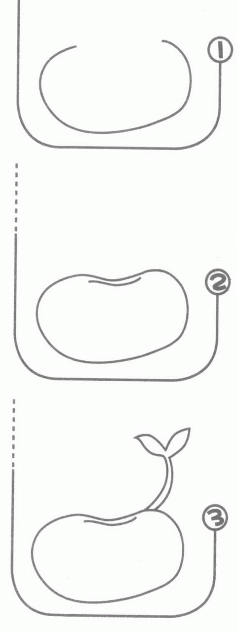 豆芽簡(jiǎn)筆畫(huà)步驟
