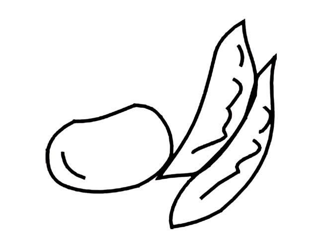 關(guān)于蠶豆的計簡筆畫
