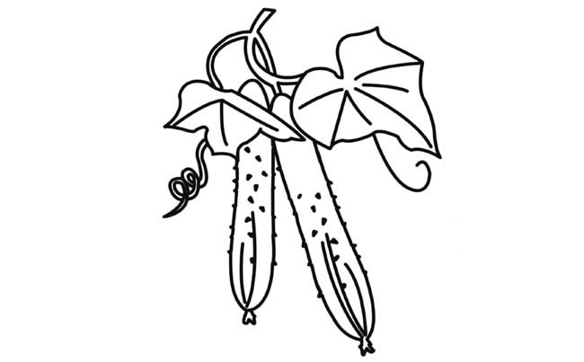 綠色的黃瓜簡(jiǎn)筆畫