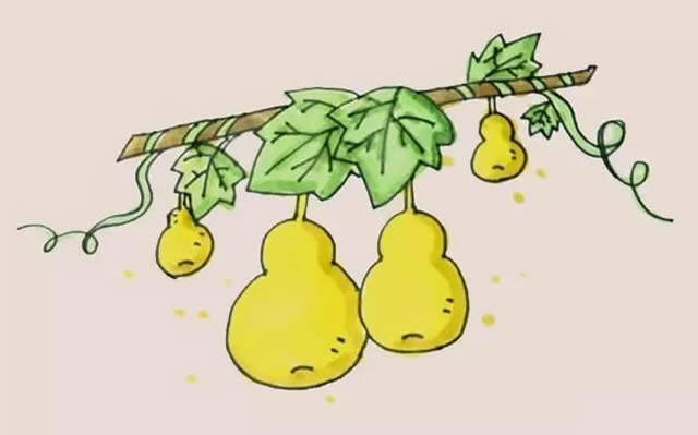 掛在藤上的葫蘆簡筆畫