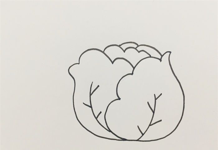 卷心菜怎么畫