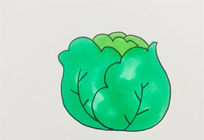 卷心菜怎么畫